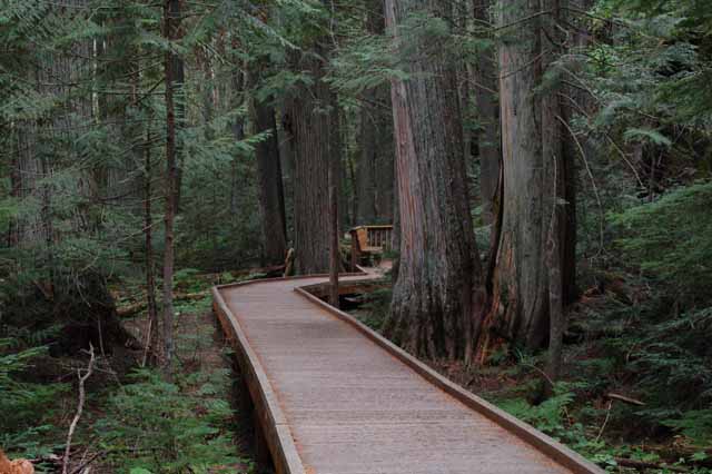 In the Cedar-Hemlock Forest